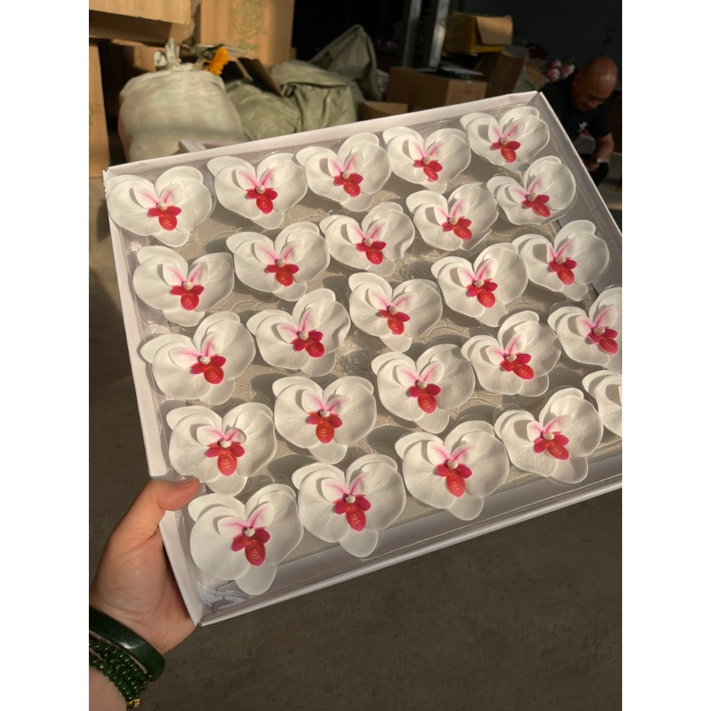 hoanhashi.com - cac loai hoa lan sap